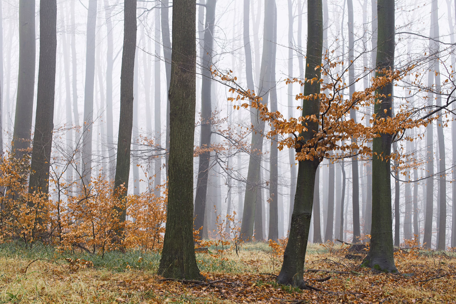Holz ist ein "endlicher" Rohstoff